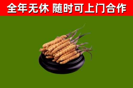 丰都回收冬虫夏草