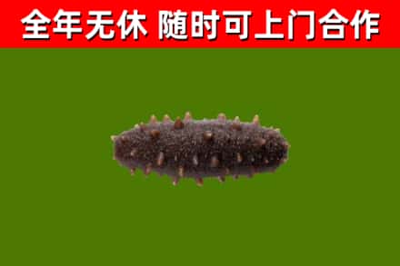 丰都回收海参干